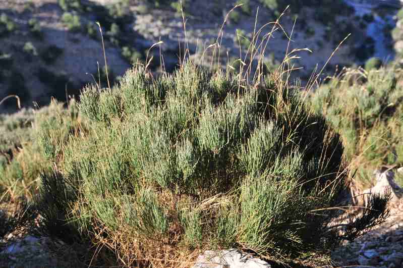 Ephedra major  (=Ephedra nebrodensis) / Efedra nebrodense